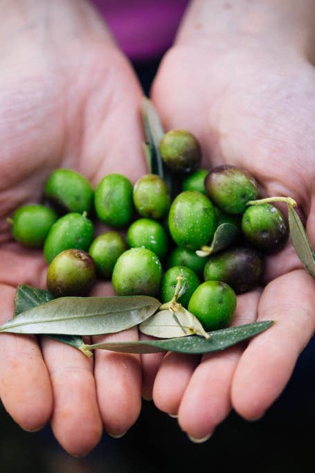 organic olive 2
